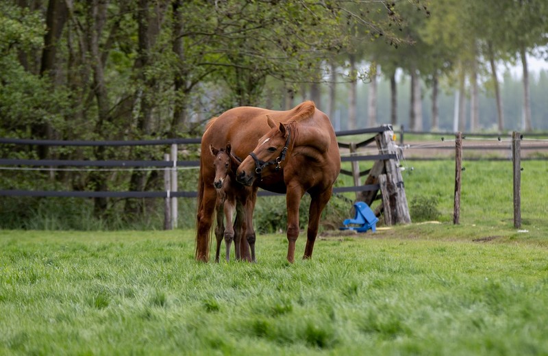 (Hippo Foto - Dirk Caremans)