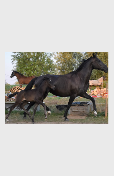 van pour chevaux donner